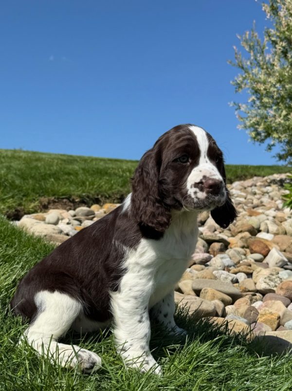 Ruby - Image 4