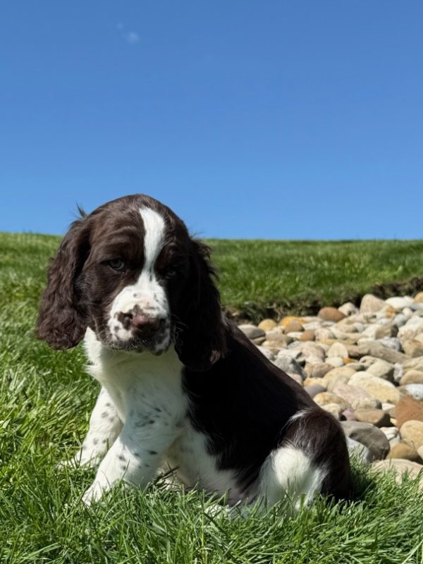 Ruby - Image 2