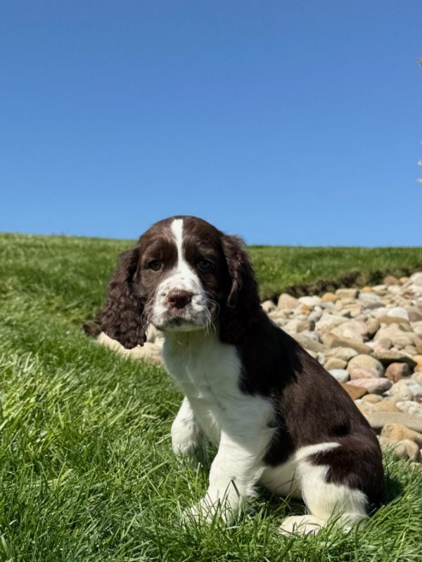 Rosie - Image 8