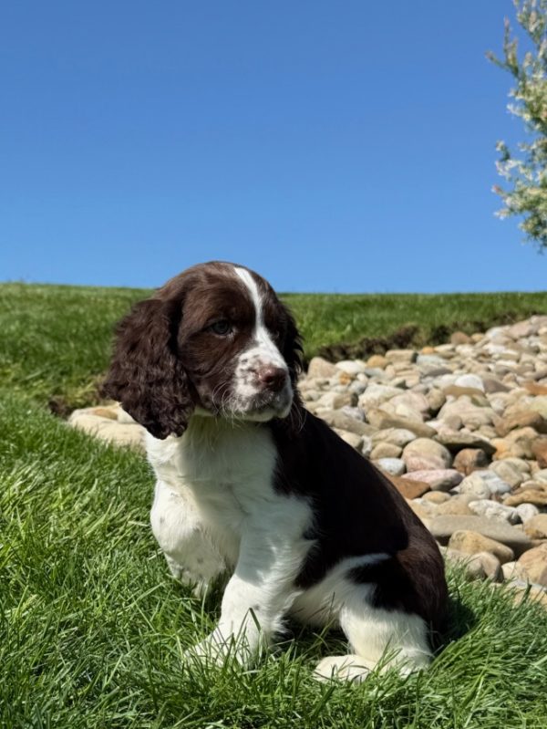 Rosie - Image 5