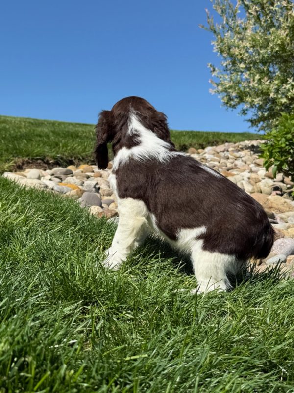 Rosie - Image 4