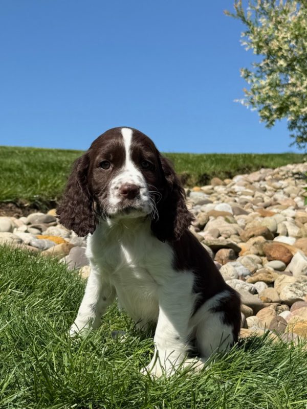 Rosie - Image 9