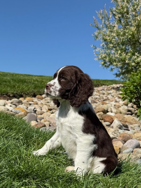 Rosie - Image 3