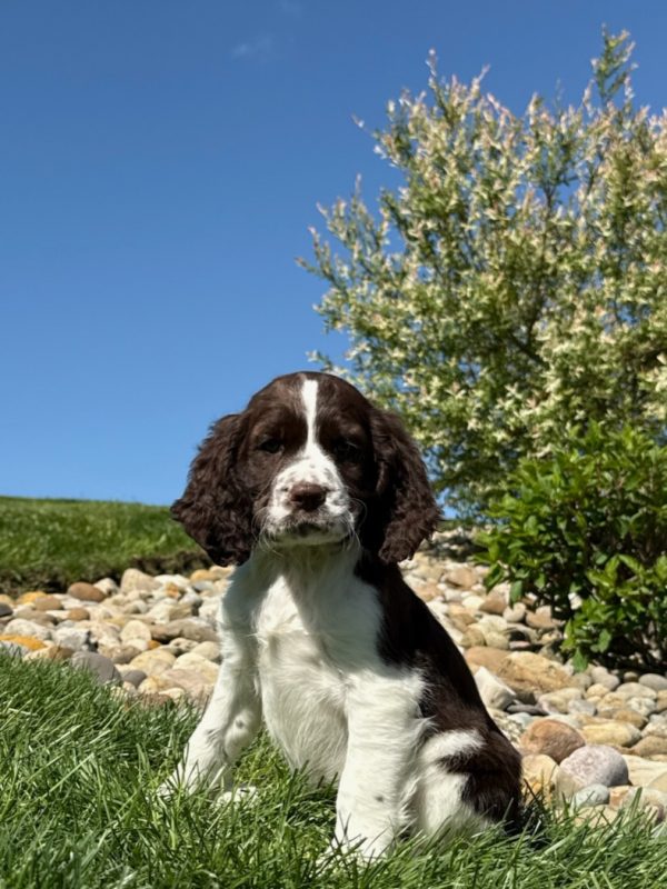 Rosie