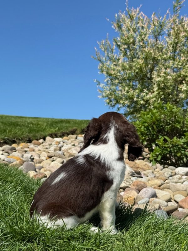 Rosie - Image 2