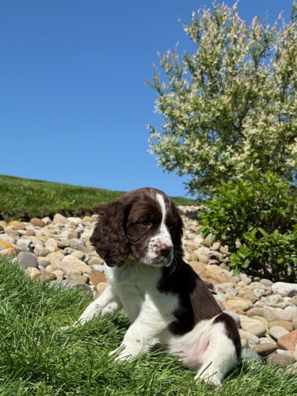 Rosie - Image 6