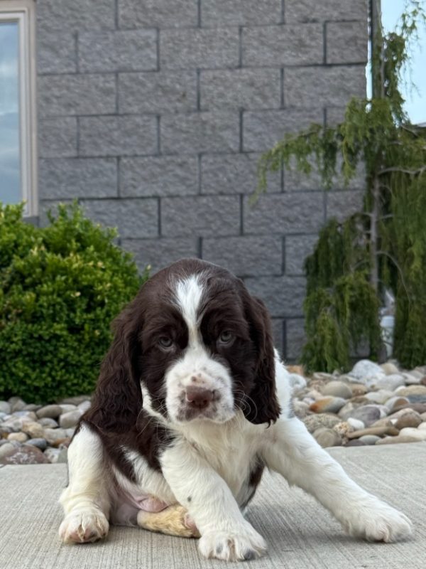 Jax - Image 3
