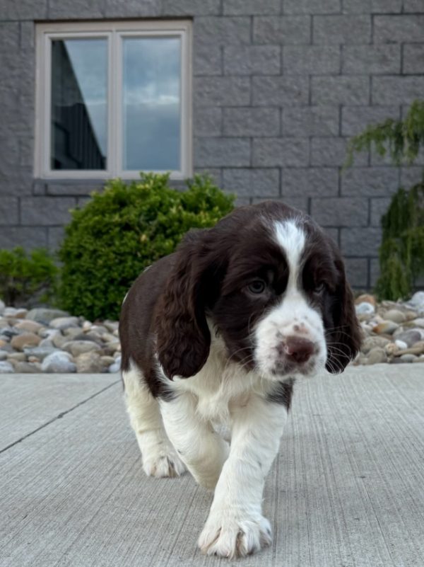 Jax - Image 16
