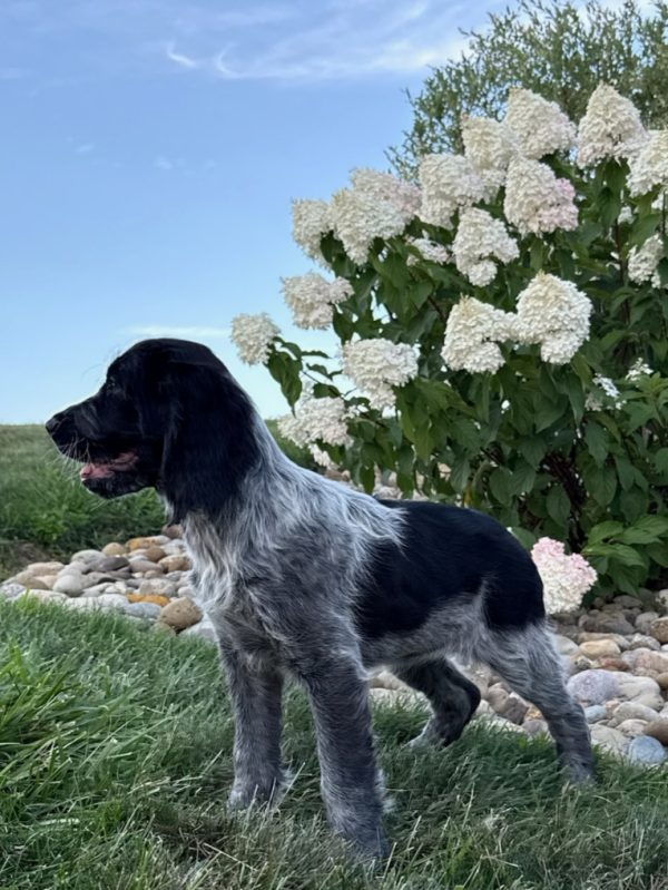 Lucy - Image 5