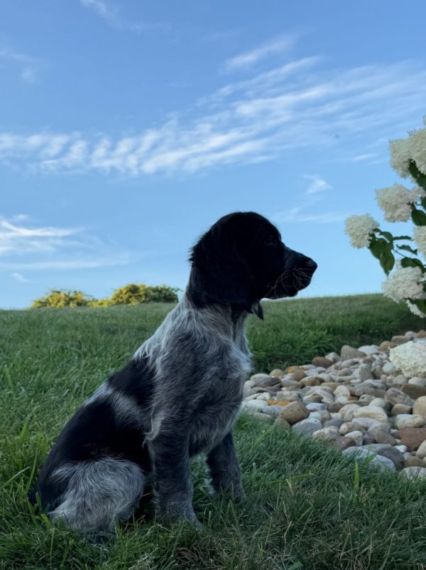 Lucy - Image 7