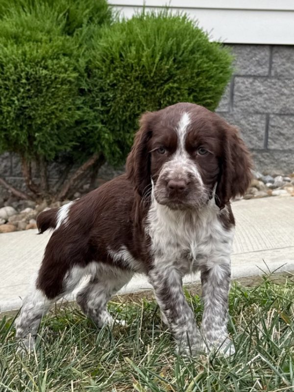Hazel