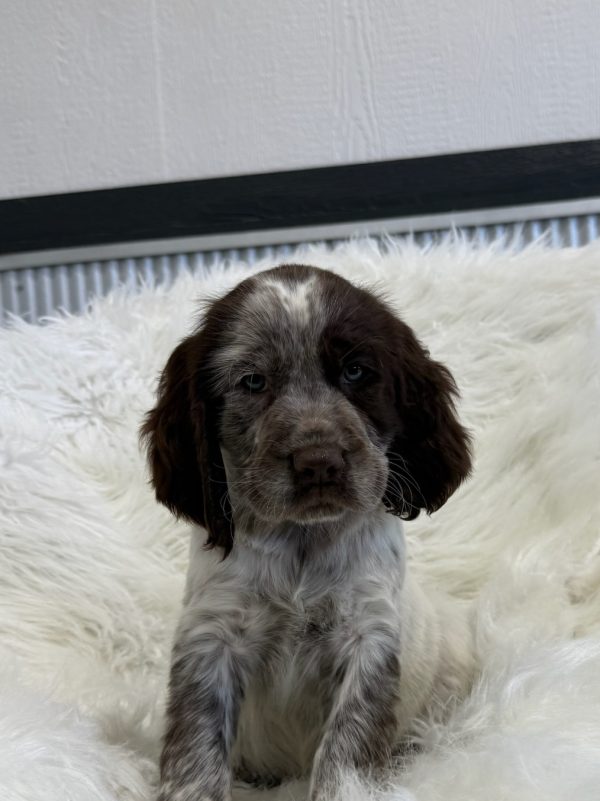 Arlo - Image 6