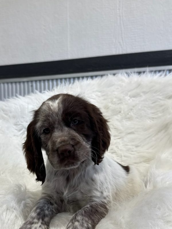 Arlo - Image 5