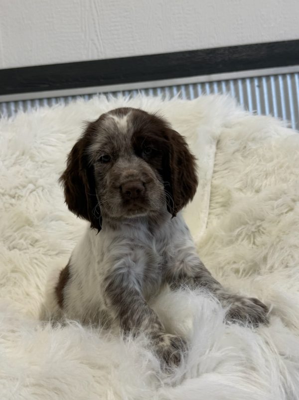Arlo