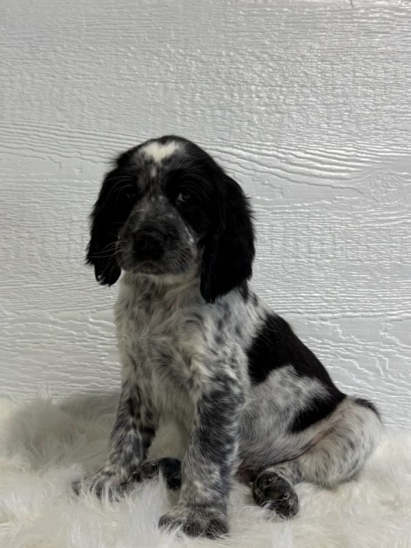 Benson