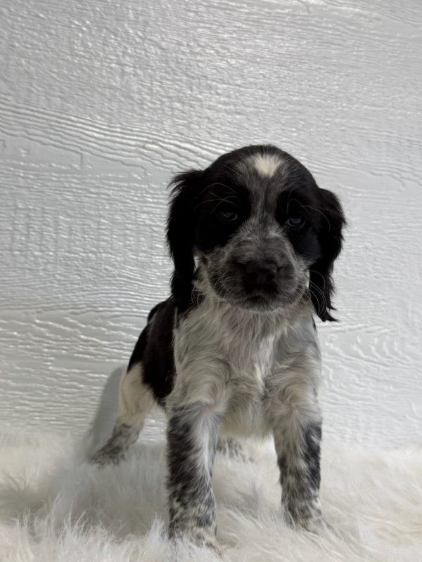 Barney - Image 4