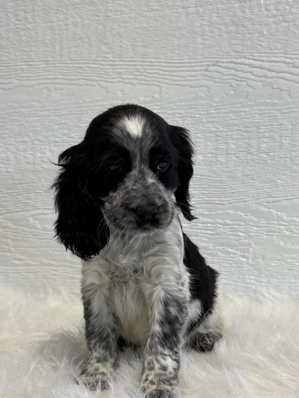 Barney - Image 8