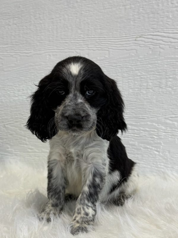 Barney - Image 7