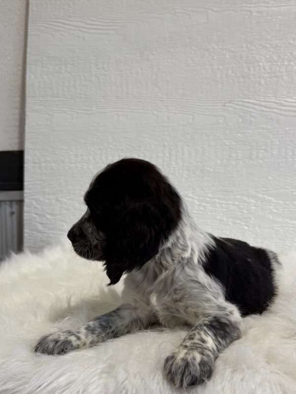 Barney - Image 6