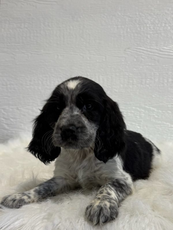 Barney - Image 5