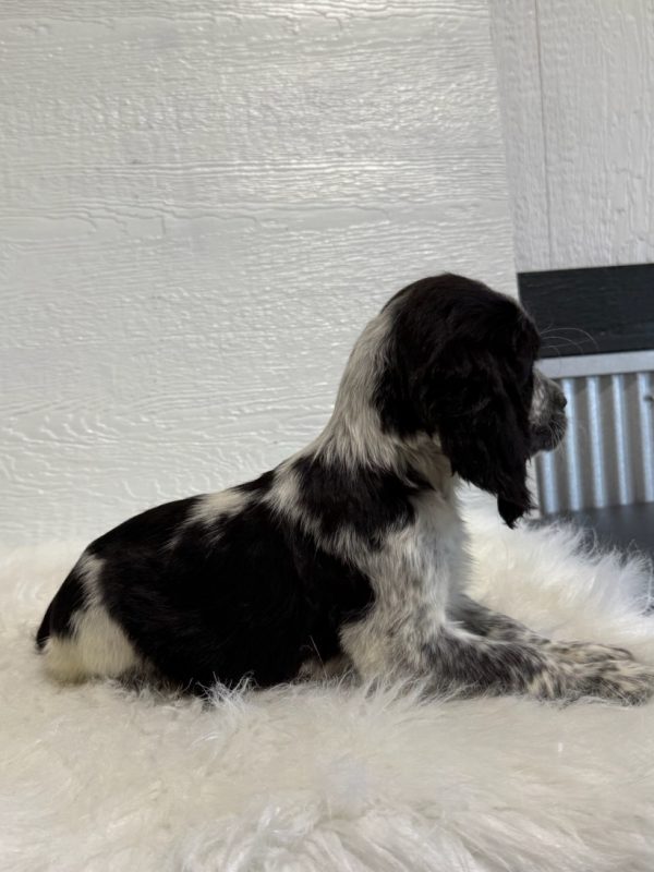Barney - Image 9