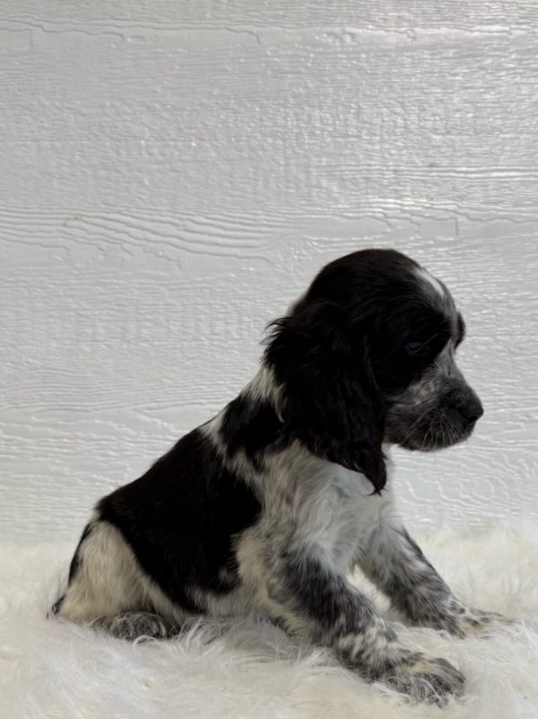 Barney - Image 10