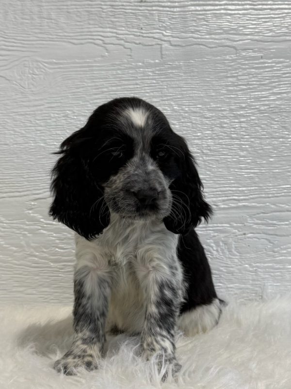 Barney - Image 11