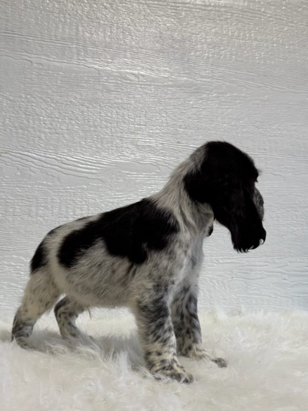Duke - Image 2
