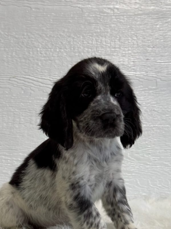Duke