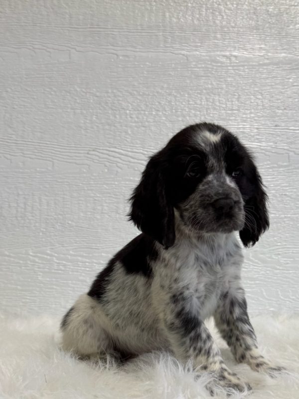 Duke - Image 9