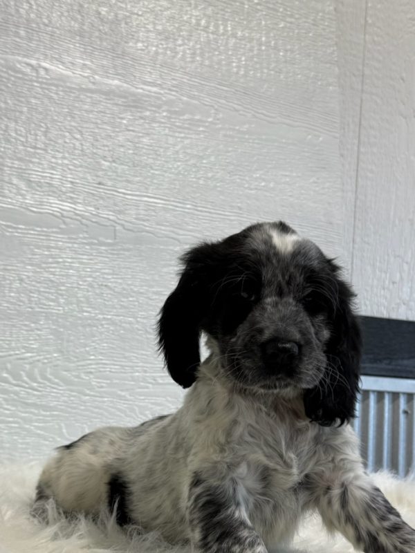 Jake - Image 6