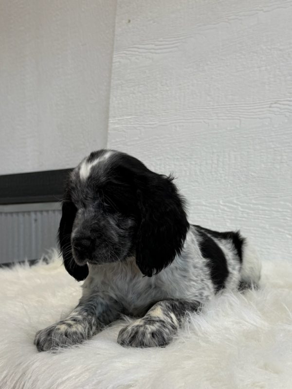 Jake - Image 12