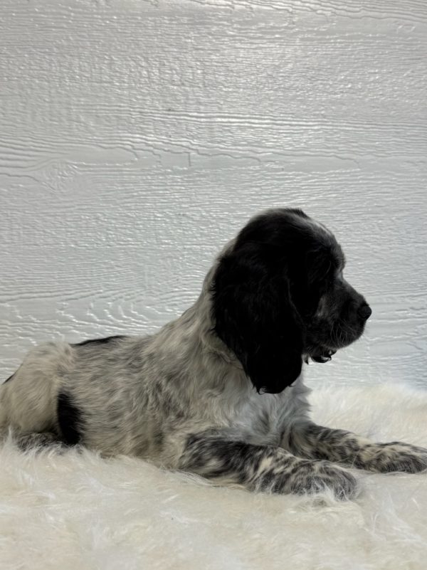 Jake - Image 9