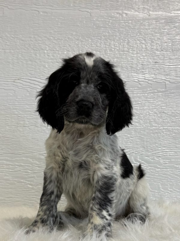 Jake - Image 8