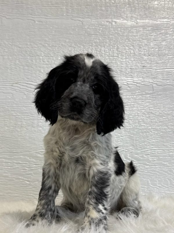 Jake - Image 11