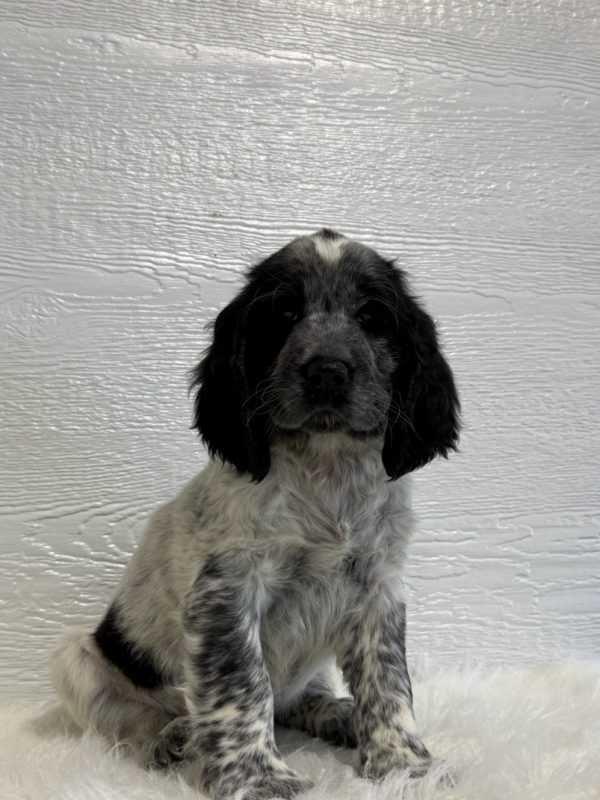 Jake - Image 13