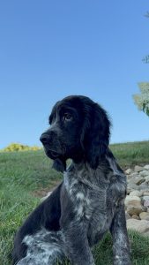 Young dog with black and gray fur sits on a grassy lawn beside a rock border, looking to the left under a clear blue sky.