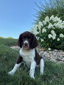 Brown and white puppy sitting on grass with a large white-flowering shrub in the background.