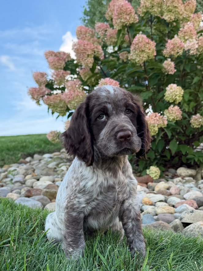 Young brown-and-white puppy sitting on green grass with a flowering pink hydrangea bush behind it.