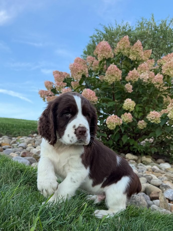 Brown-and-white puppy sitting on the grass with a flowering hydrangea shrub behind it.