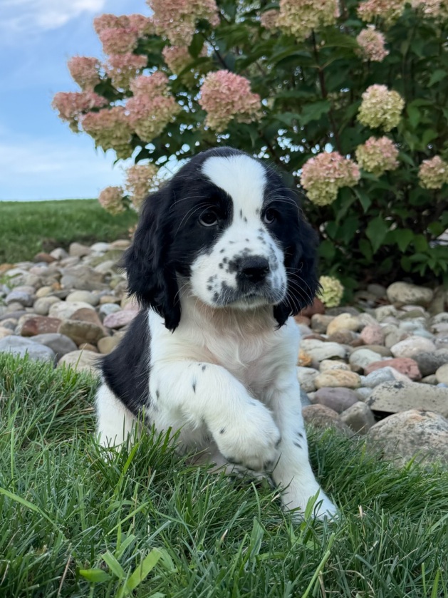 Black and white puppy stepping on grass with pink hydrangeas and rocks in the background.