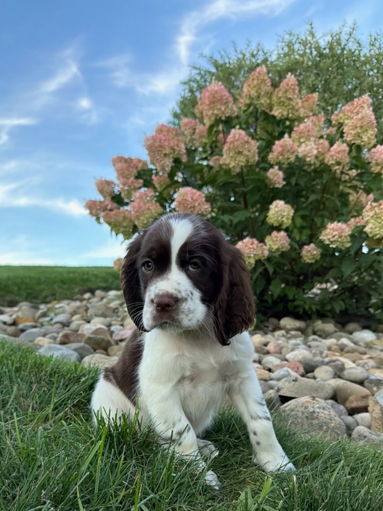 Brown and white puppy sitting on grass with a blooming hydrangea shrub and rocks in the background.