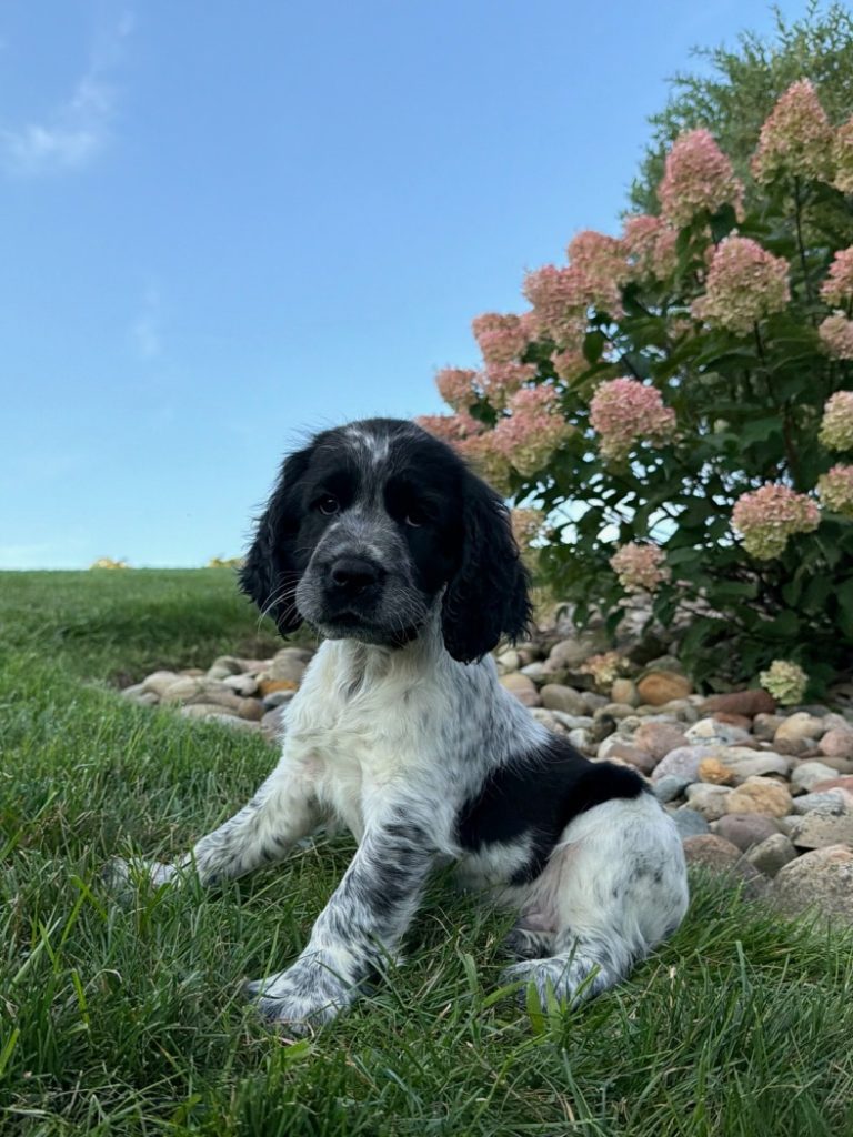 Black and white Springer puppy sitting on grass with pink hydrangea blooms in the background, under a clear blue sky.