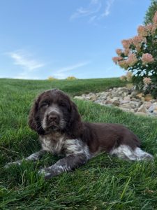 Brown and white puppy lying on green lawn with a rock border and pink hydrangea bushes under a clear blue sky.