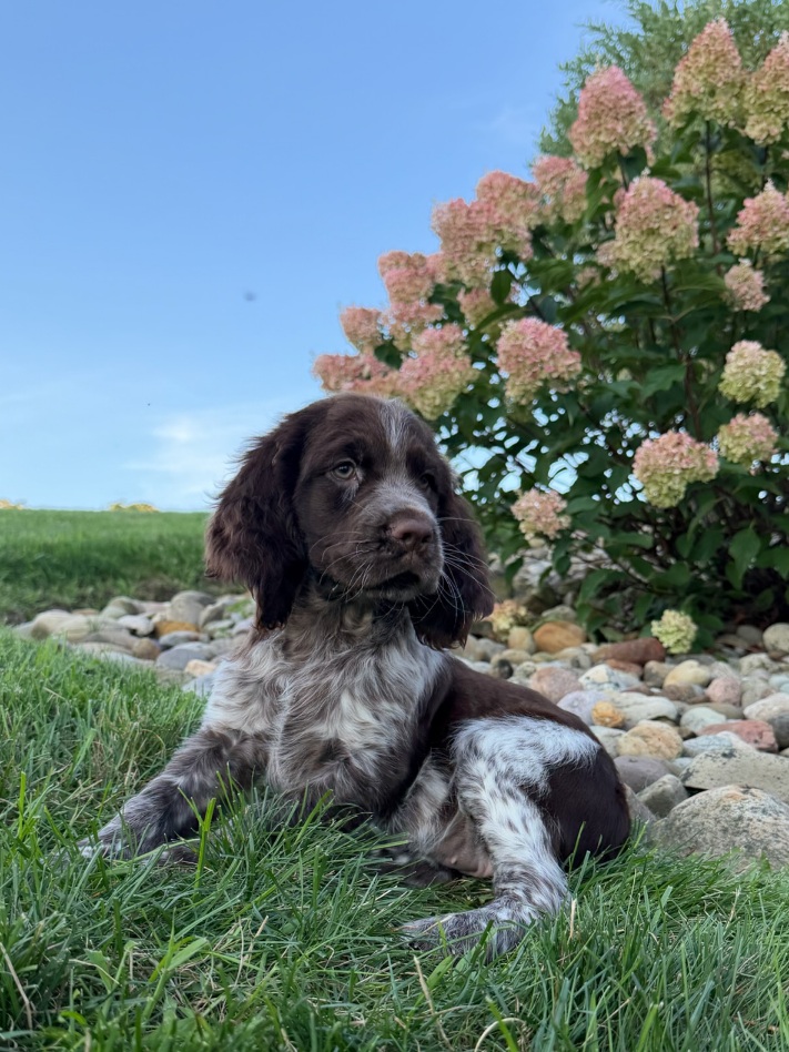 Brown and white puppy sitting on a grassy lawn with a flowering hydrangea shrub and rocks in the background.