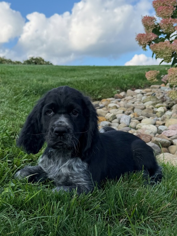 Cute black and white puppy lying in green grass with a rock border and blue sky behind him
