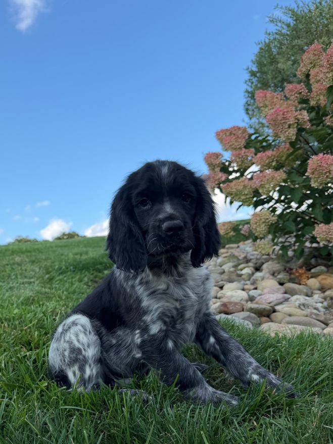 Young black-and-white spaniel puppy sitting on green grass with a rocky garden bed and hydrangea bush in bloom nearby