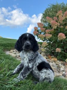 Black and white spaniel puppy sitting on grass beside a flowering hydrangea under a blue sky.