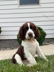Brown and white spaniel puppy sitting on a grassy lawn in front of a white house with a window above.