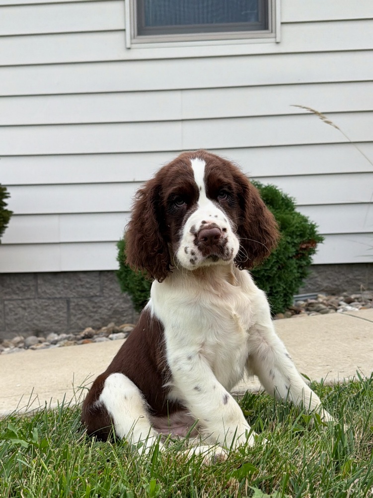 Brown and white spaniel puppy sitting on a grassy lawn in front of a white house with a window above.